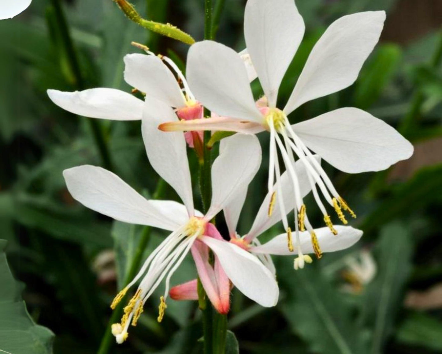 🌸 Sparkle White Gaura – ‘Whirling Butterflies’