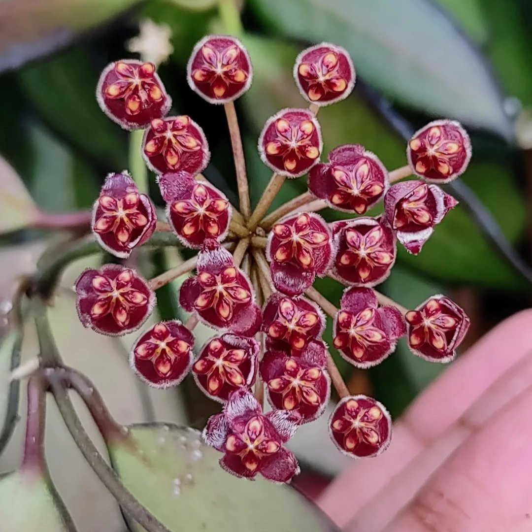 Hoya 'Rosita' - Foliage Fest Preorder