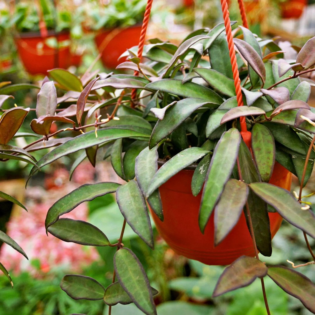 Hoya 'Rosita' - Foliage Fest Preorder