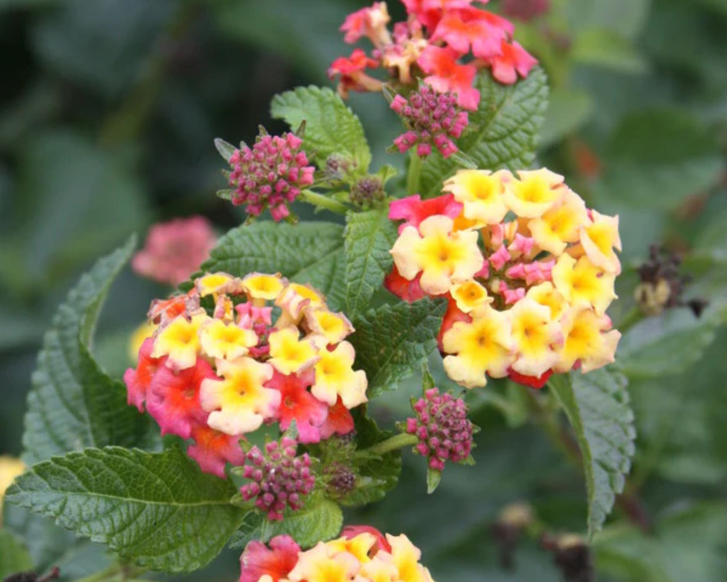 Lantana 'Ham & Eggs' - Preorder