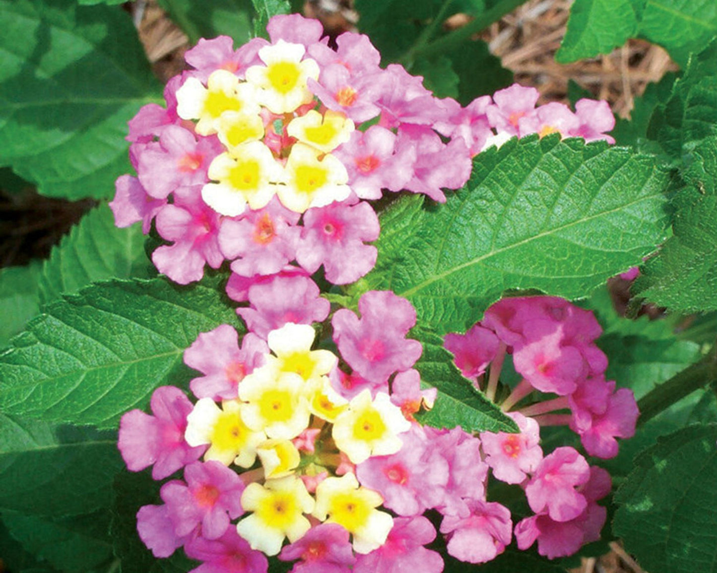 Lantana 'Ham & Eggs' - Preorder