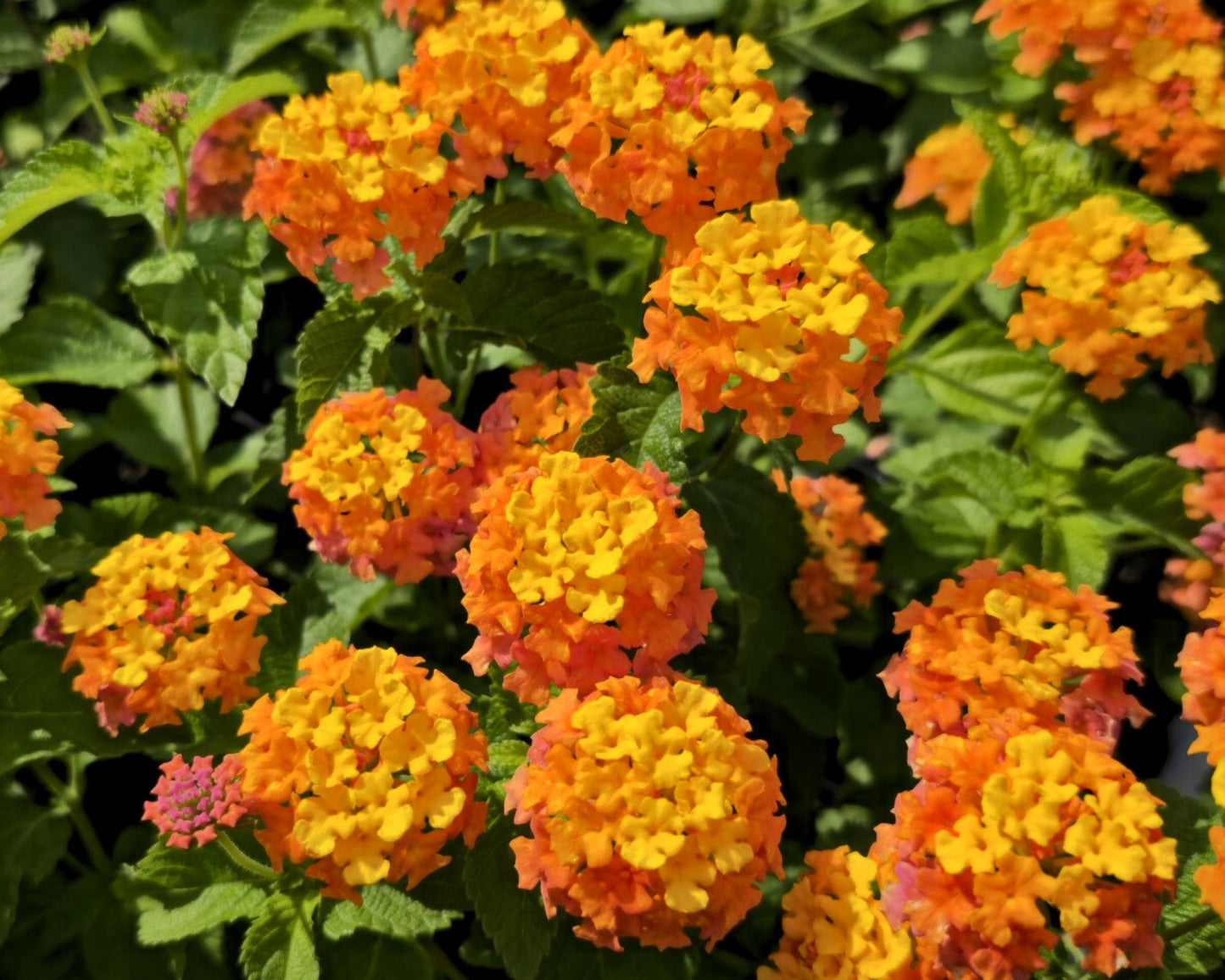 Lantana 'Miss Huff' - Preorder