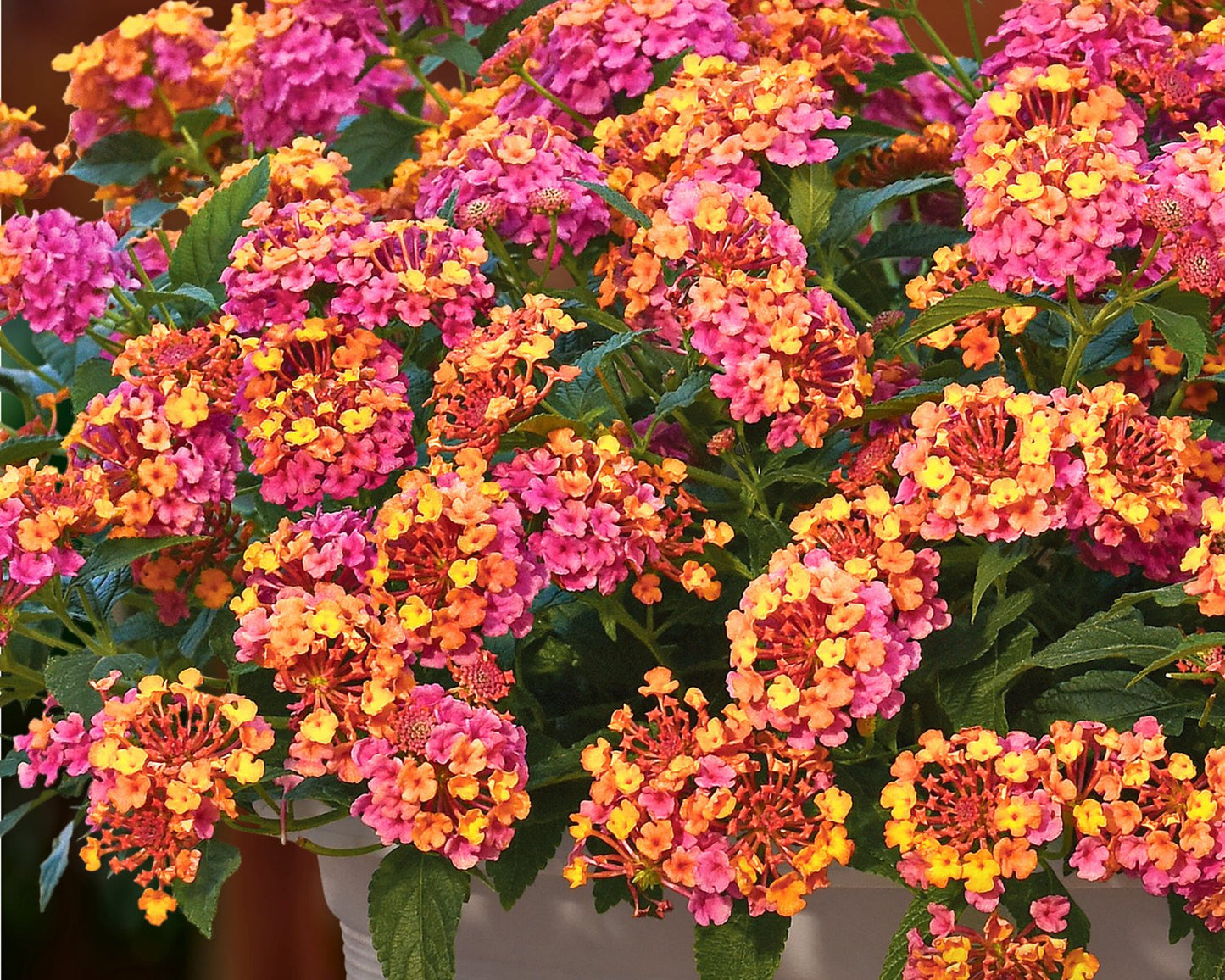 PassionFruit Lantana | Preorder