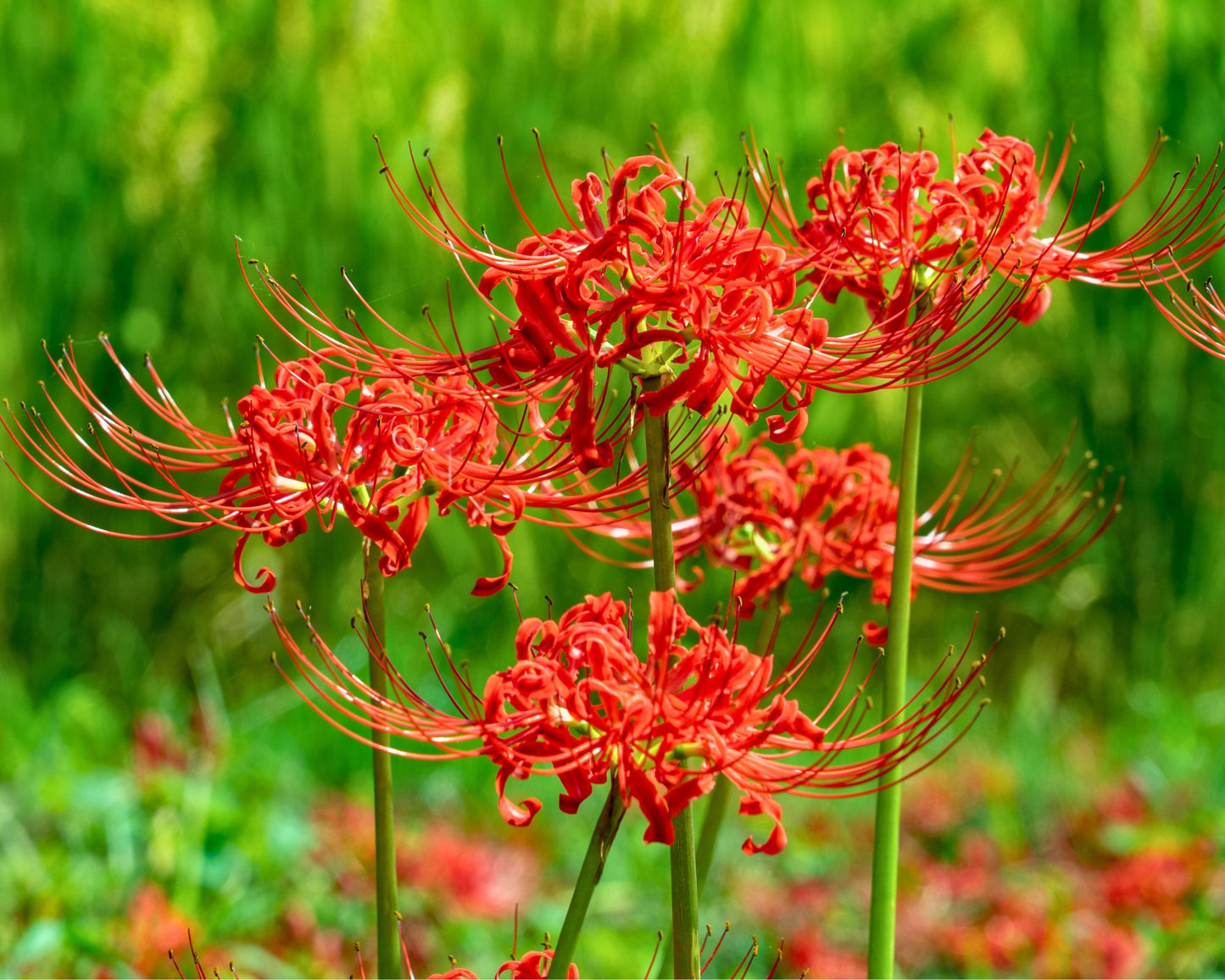 Lycoris radiata ‘Red Spider Lily’ – Fall Bulb Preorder