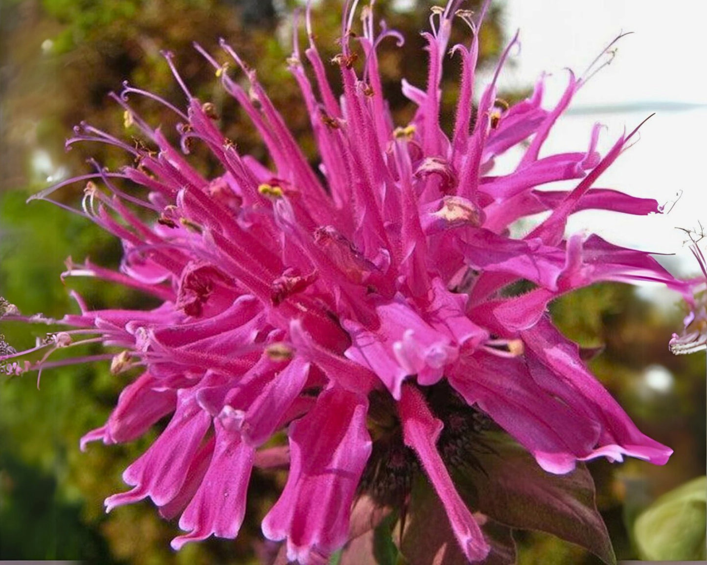 Monarda 'Electric Neon Pink' | Bee Balm