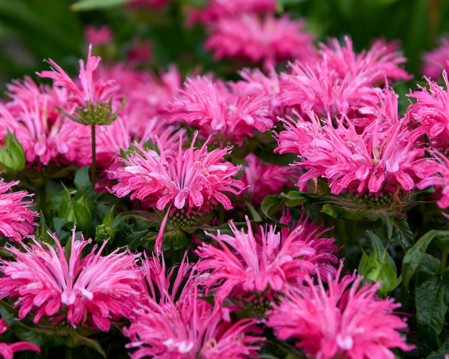 Monarda 'Electric Neon Pink' | Bee Balm
