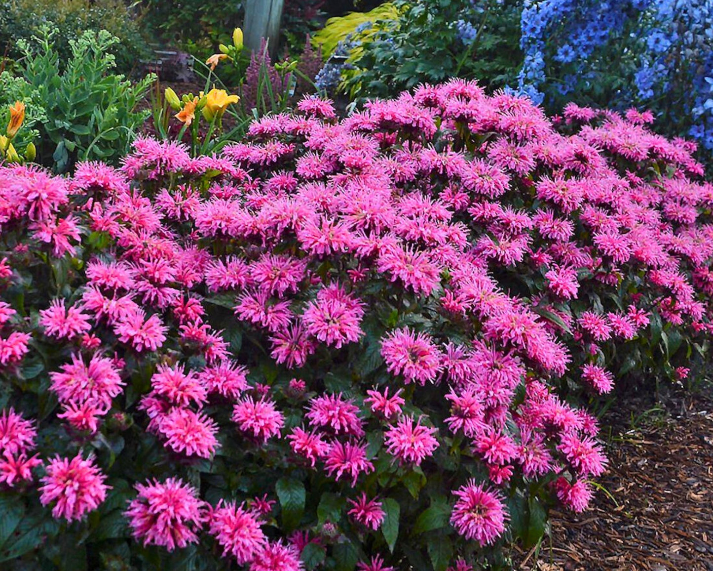 Monarda 'Electric Neon Pink' | Bee Balm