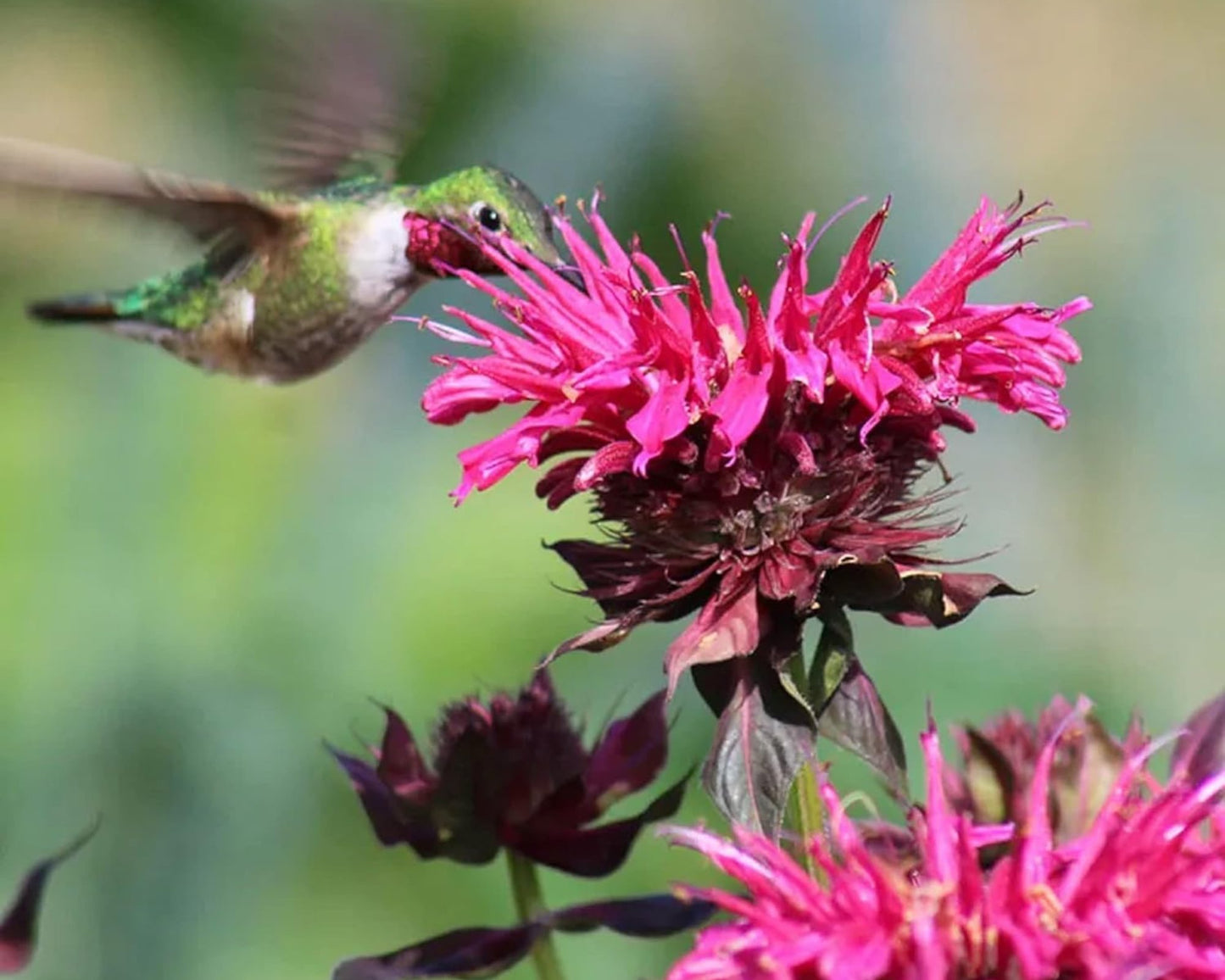 Monarda 'Electric Neon Pink' | Bee Balm