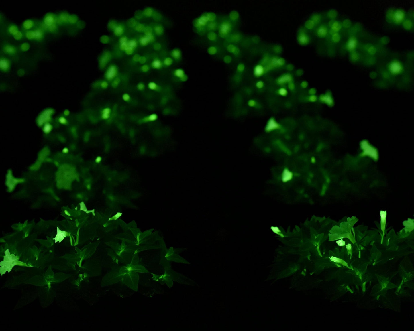 Firefly Petunia - Glow in the Dark | Preorder
