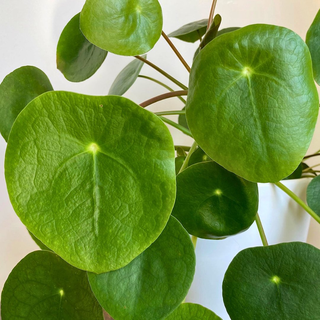 Pilea Peperomioides — The Friend-Maker Plant | Preorder