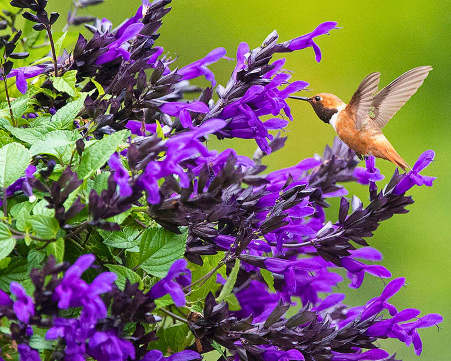 Salvia Bodacious Hummingbird Falls
