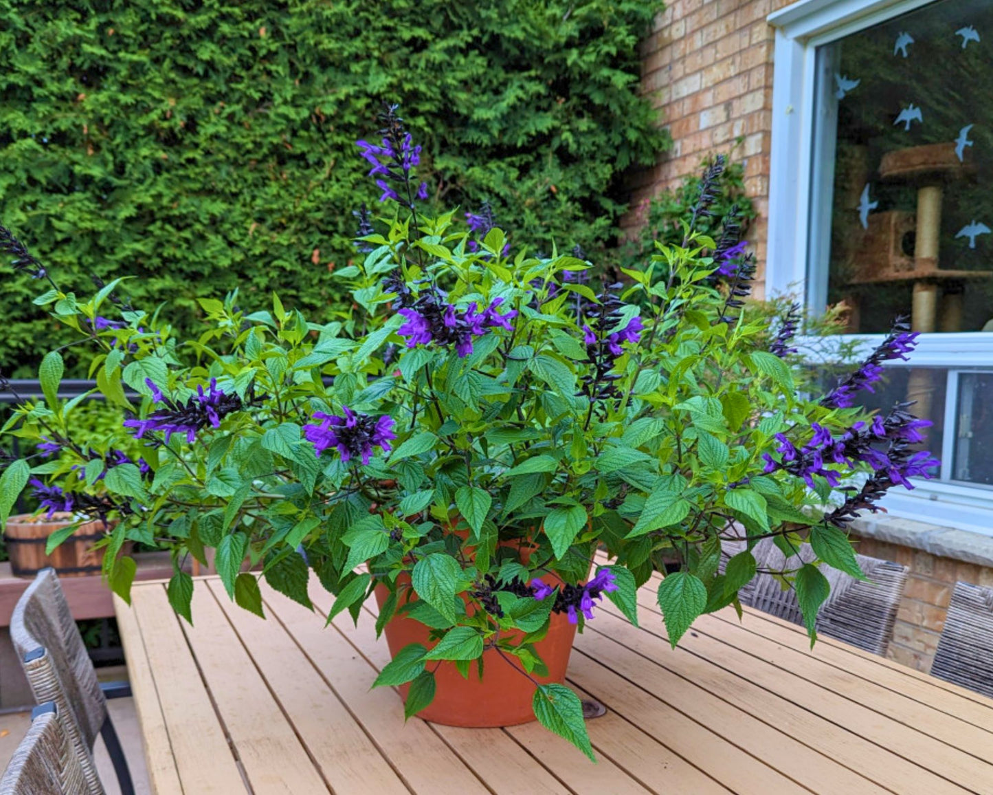 Salvia Bodacious Hummingbird Falls