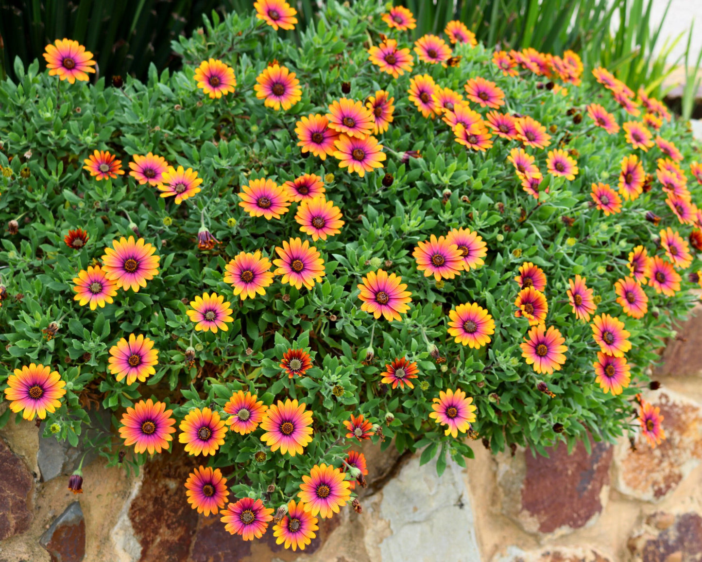 Zion 'Purple Sun' African Daisy