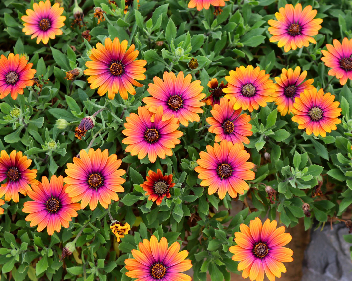 Zion 'Purple Sun' African Daisy