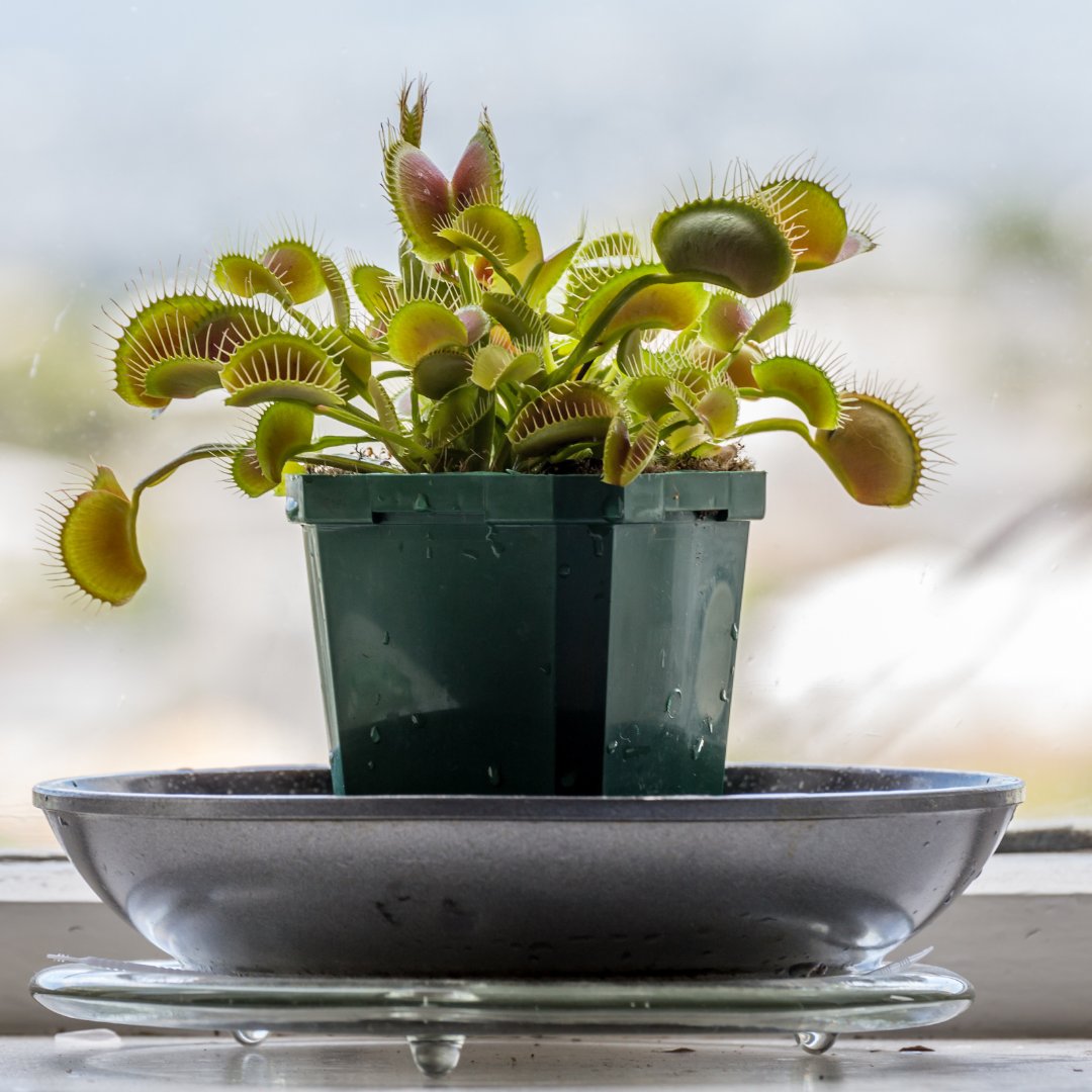 Venus Fly Trap - Foliage Fest Preorder