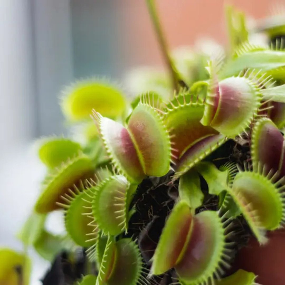 Venus Fly Trap - Foliage Fest Preorder