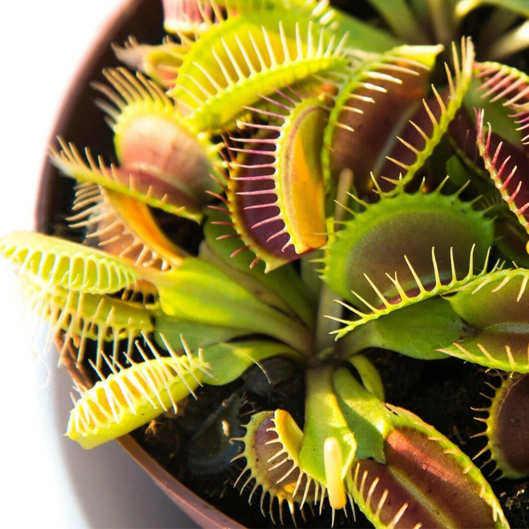 Venus Fly Trap - Foliage Fest Preorder