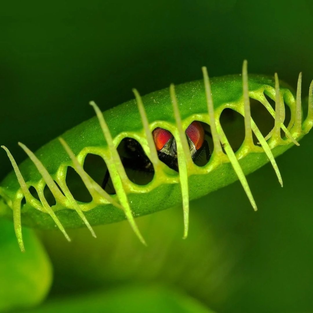 Venus Fly Trap - Foliage Fest Preorder