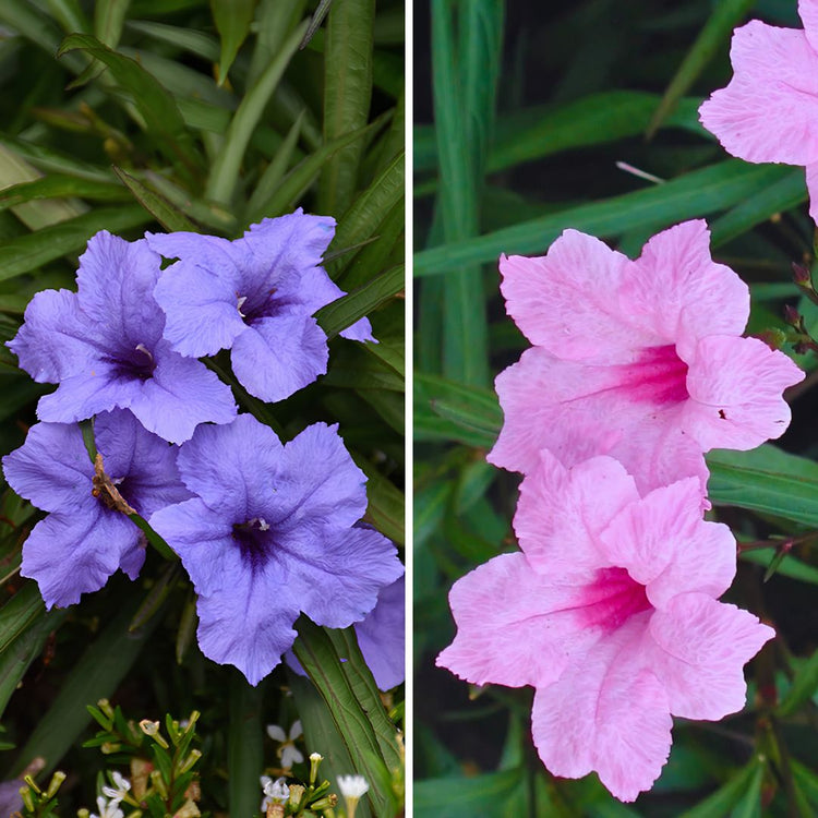 Mexican Petunias Collection