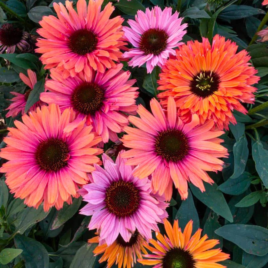 Coneflower Collection