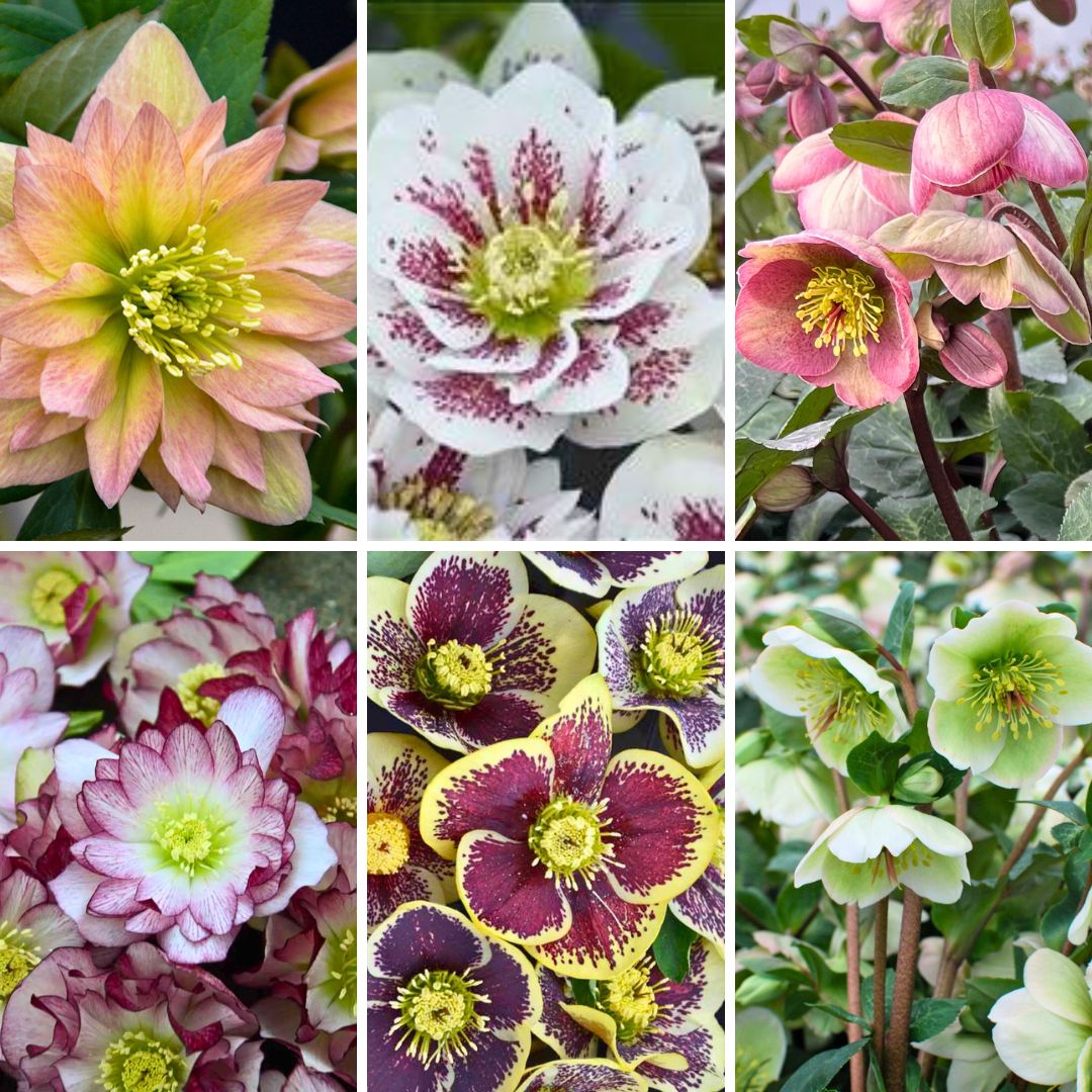 What The Hellebores!
