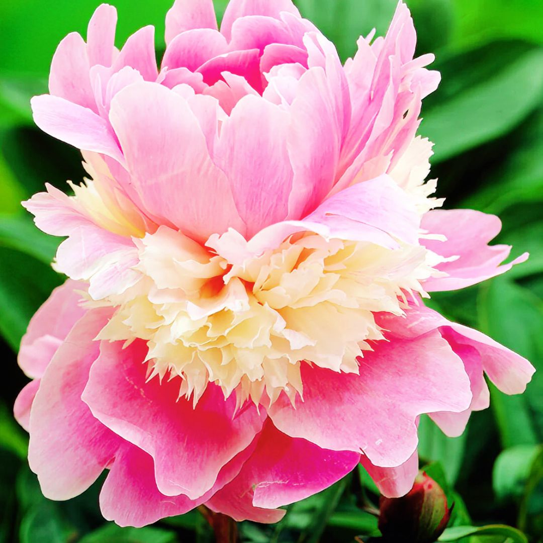 Spring Perennials 2026