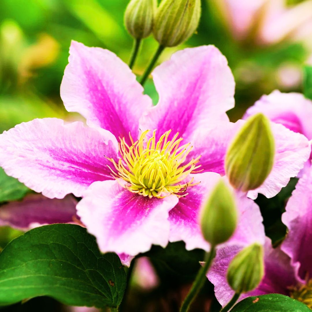 Clematis | Fronds’ Favorite Climbers 🌿✨