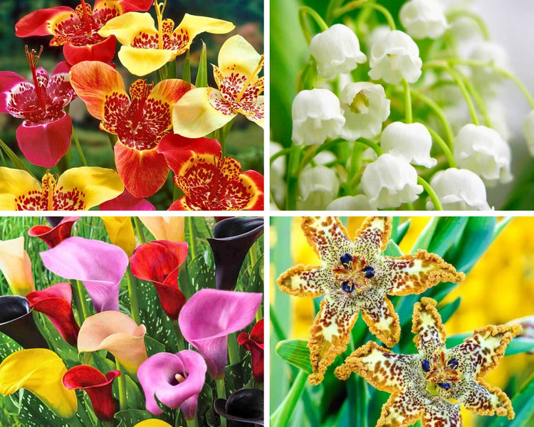 Remarkable Bulbs