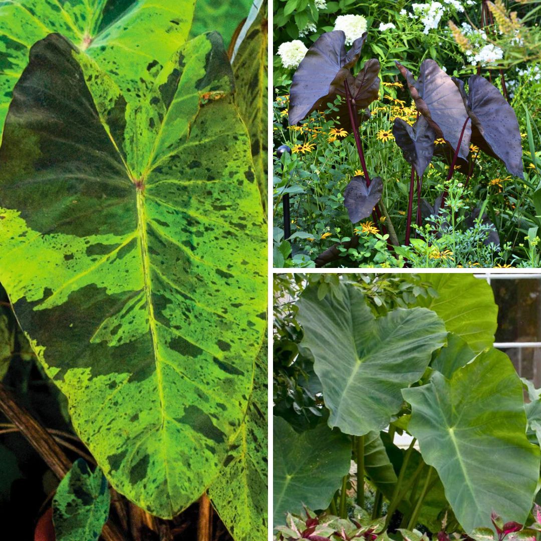 Elephant Ears 🐘🌿