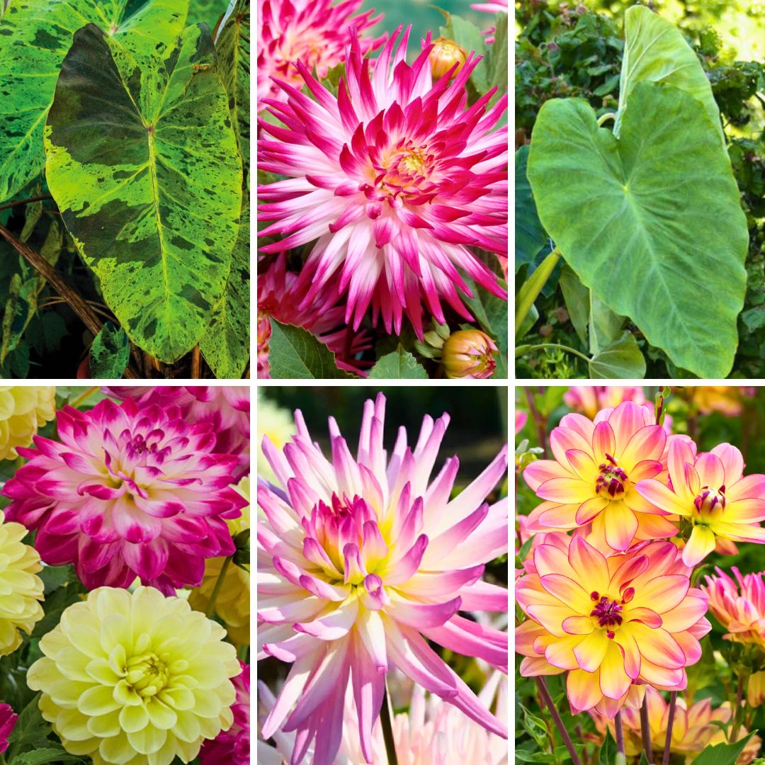 Spring Bulbs 2026