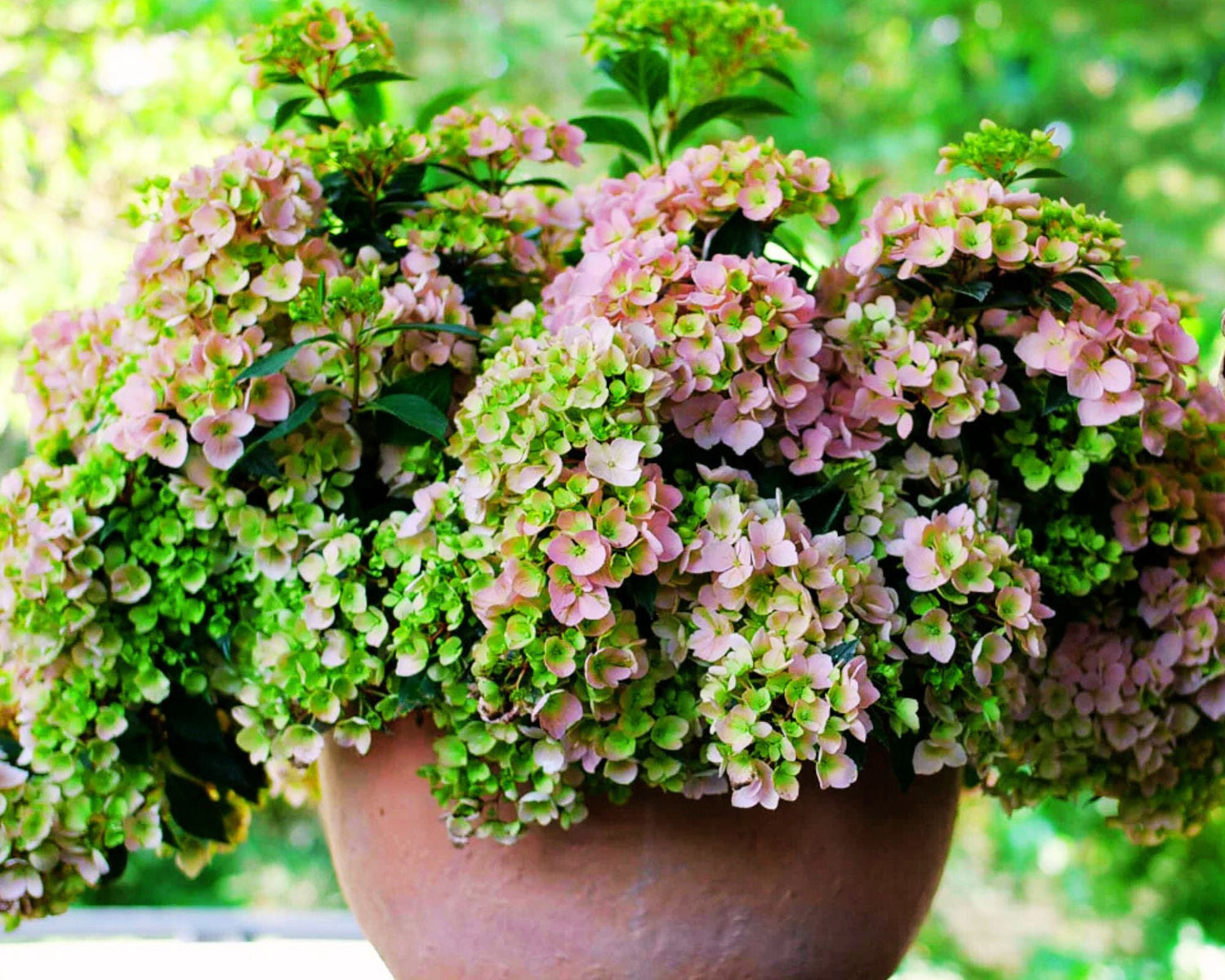 Hydrangeas & Roses, Grown Right Here
