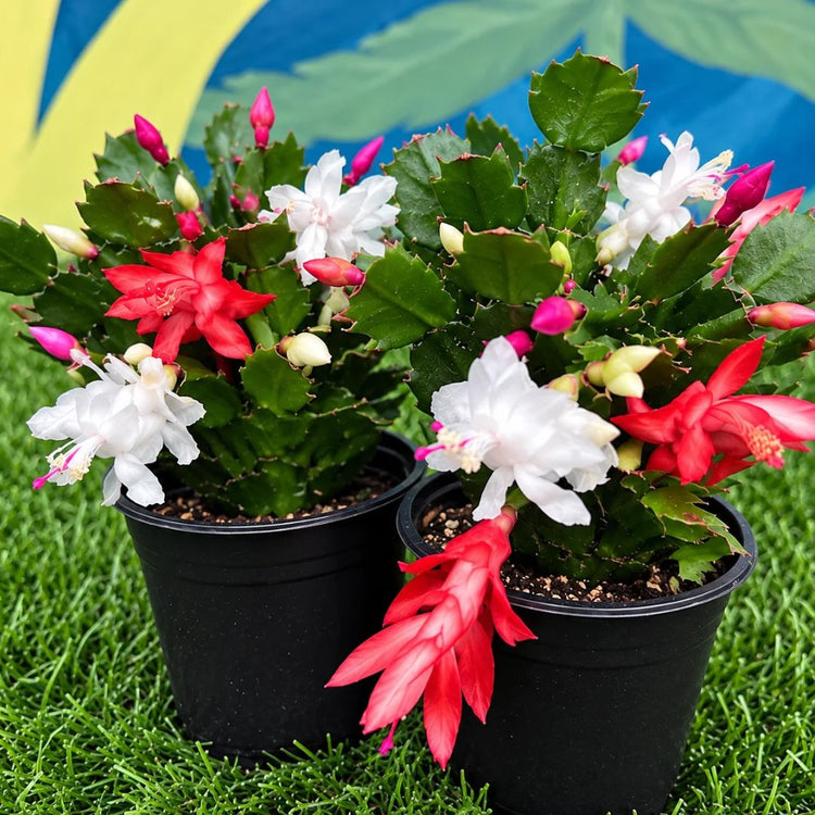 Christmas Cactus Collection
