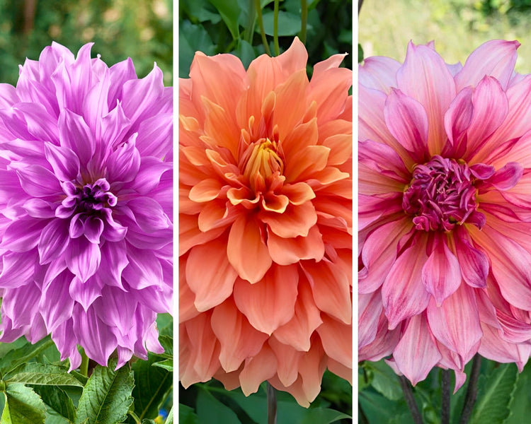 Dazzling Dahlias