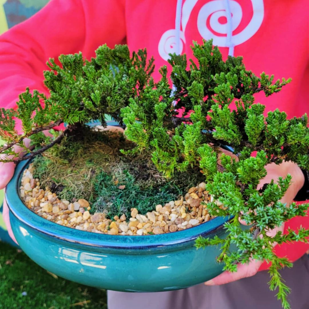 2025 The BONSAI出品 45th Exhibition Taikan Bonsai Japan the of Edition ジャケット・アウター