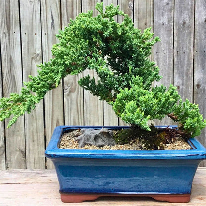 The 'Miyagi' Bonsai