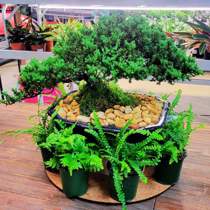 The 'Miyagi' Bonsai