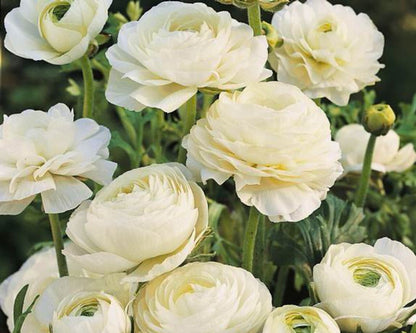 Cloud Dancer Ranunculus – Fall Bulb Preorder (10 Bulbs)