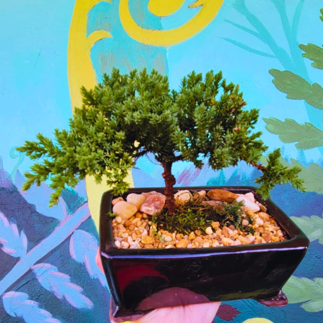 The 'Miyagi' Bonsai – Fiddleheads Garden Center