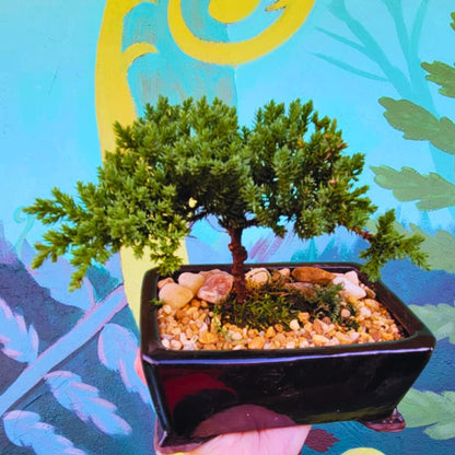 The 'Miyagi' Bonsai
