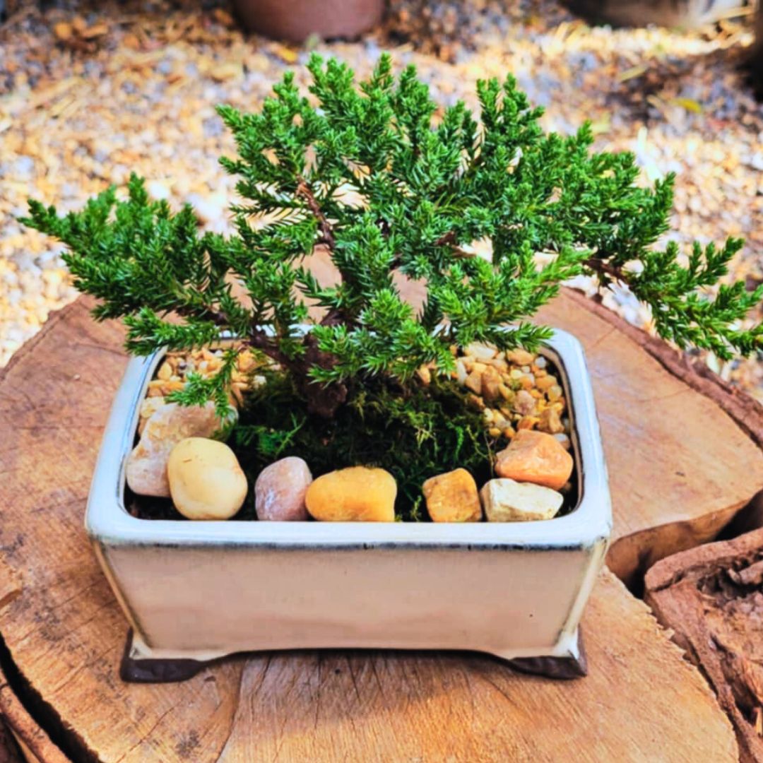 The 'Miyagi' Bonsai – Fiddleheads Garden Center