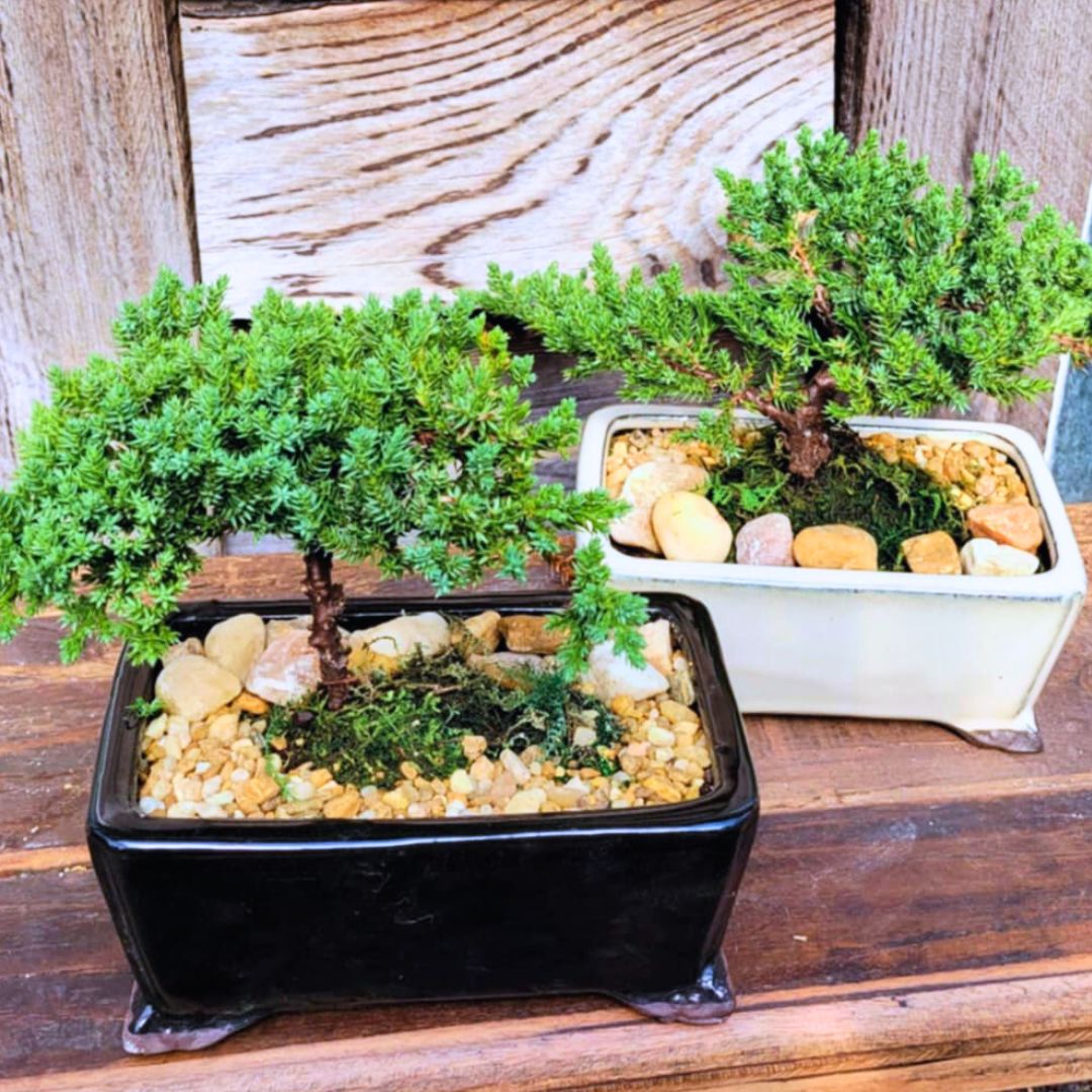 The 'Miyagi' Bonsai – Fiddleheads Garden Center