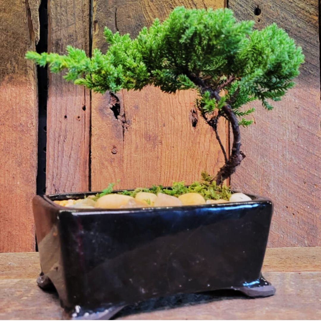 The 'Miyagi' Bonsai – Fiddleheads Garden Center