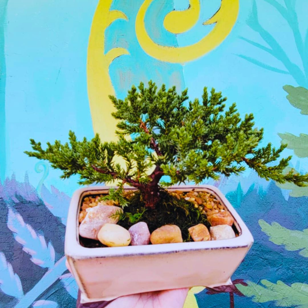 The 'Miyagi' Bonsai – Fiddleheads Garden Center