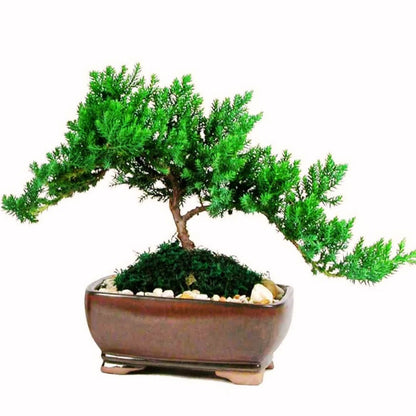 The 'Miyagi' Bonsai