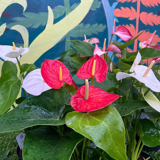 Holiday Heart Anthurium