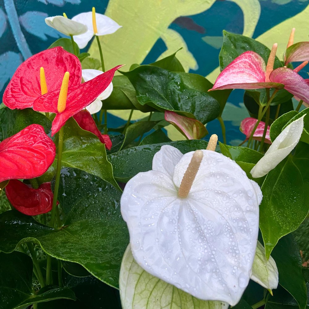 Holiday Heart Anthurium