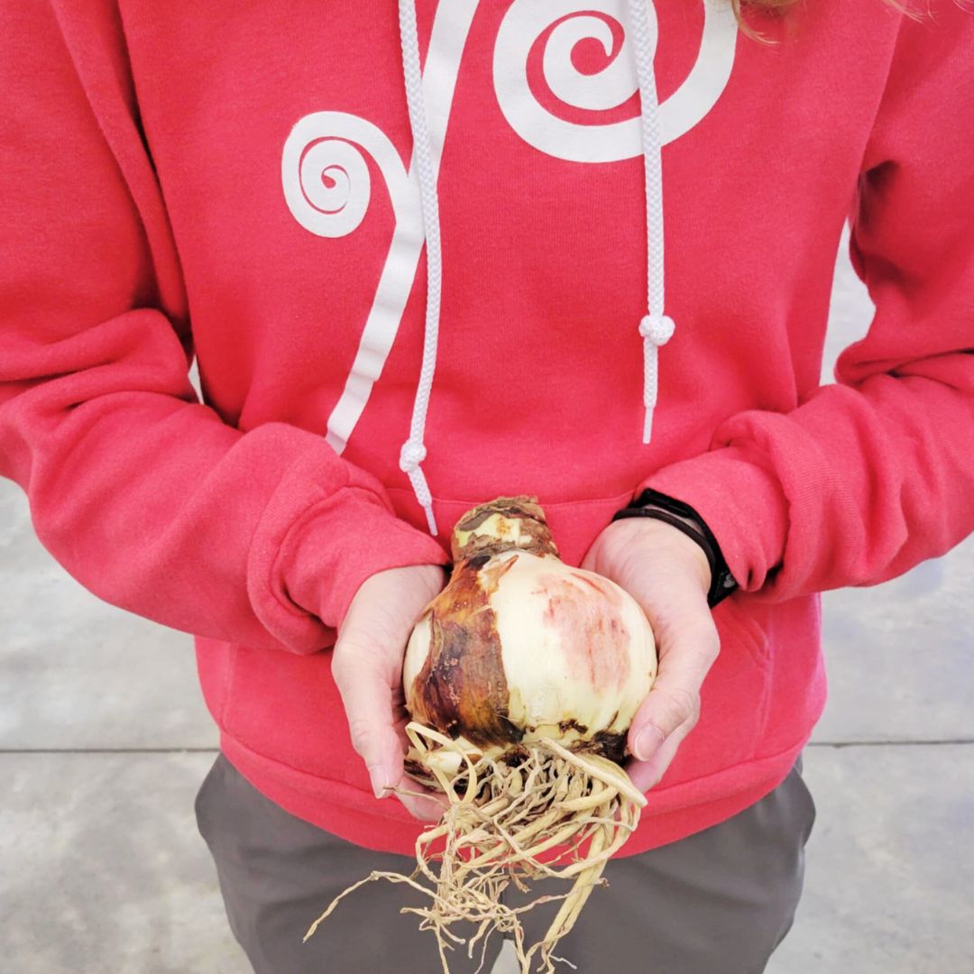 Deck The Fronds - Amaryllis