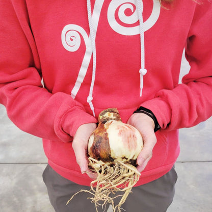 Deck The Fronds - Amaryllis