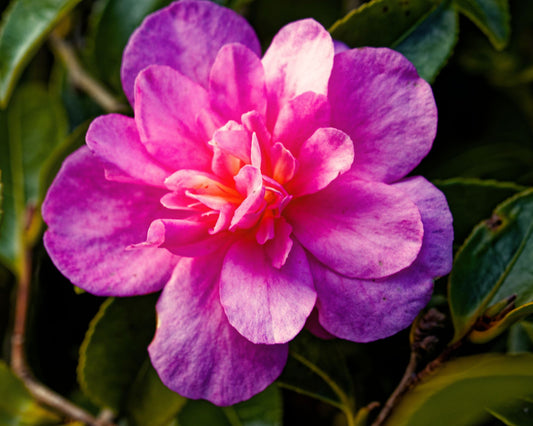 Camellia sasanqua ‘Sparkling Burgundy’