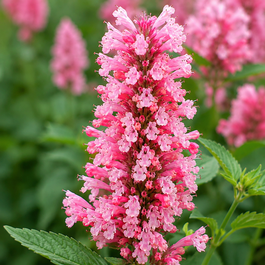 Agastache 'Pink Pearl'